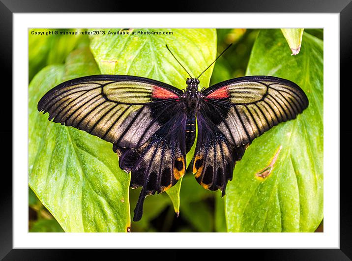 Butterfly Farm Framed Mounted Print by michael rutter