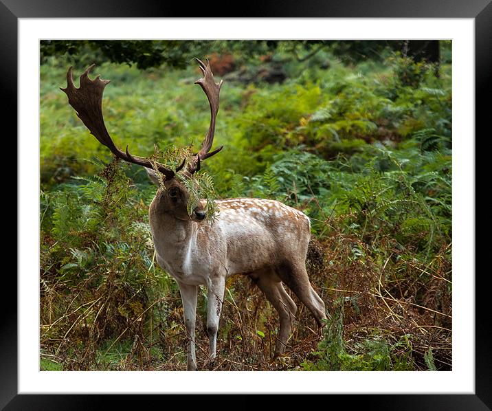 Stag hiding in the fern Framed Mounted Print by Libby Hall
