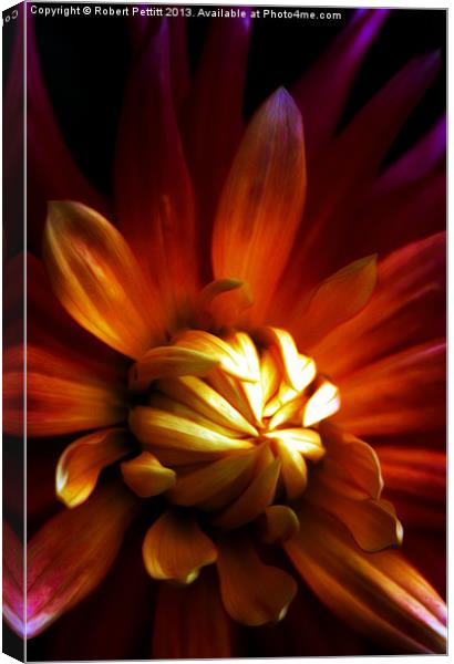 My Chrysanthemum Canvas Print by Robert Pettitt