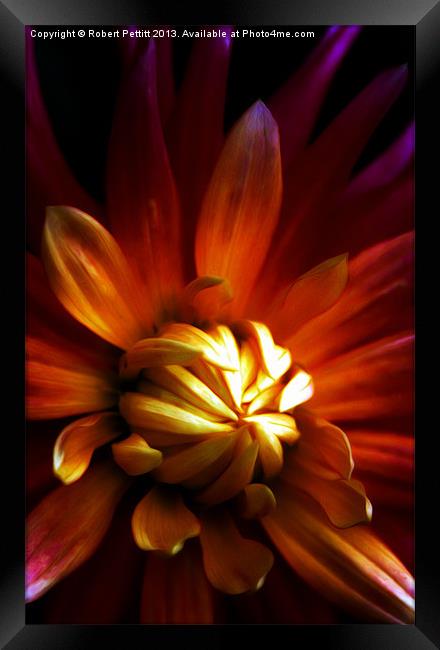 My Chrysanthemum Framed Print by Robert Pettitt