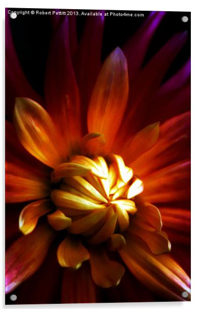My Chrysanthemum Acrylic by Robert Pettitt