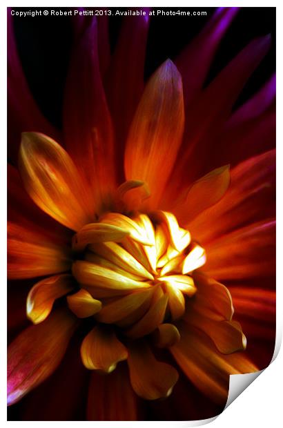 My Chrysanthemum Print by Robert Pettitt
