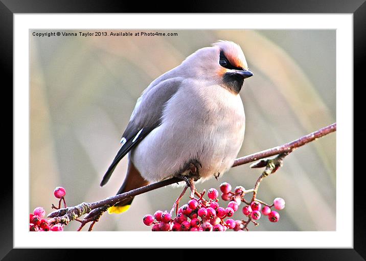 Waxwing Framed Mounted Print by Vanna Taylor