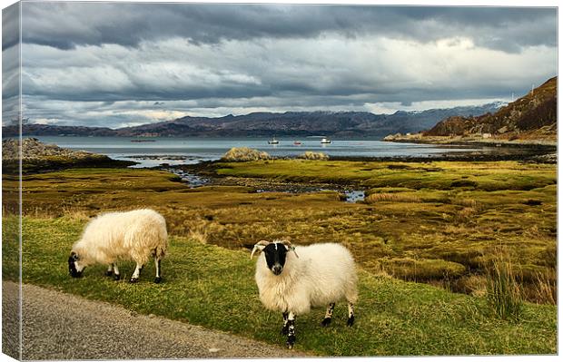 Sheep in Scottish Highland Landscape Canvas Print by Jacqi Elmslie