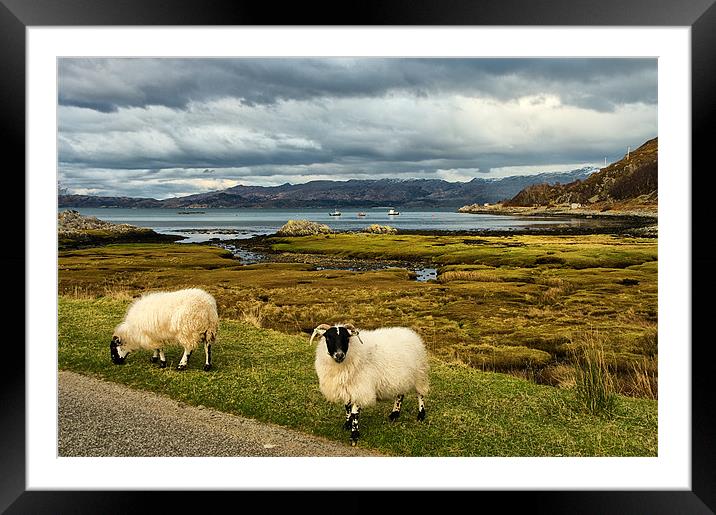 Sheep in Scottish Highland Landscape Framed Mounted Print by Jacqi Elmslie
