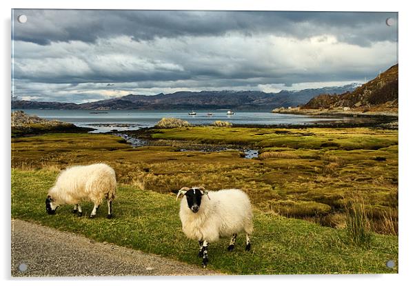Sheep in Scottish Highland Landscape Acrylic by Jacqi Elmslie