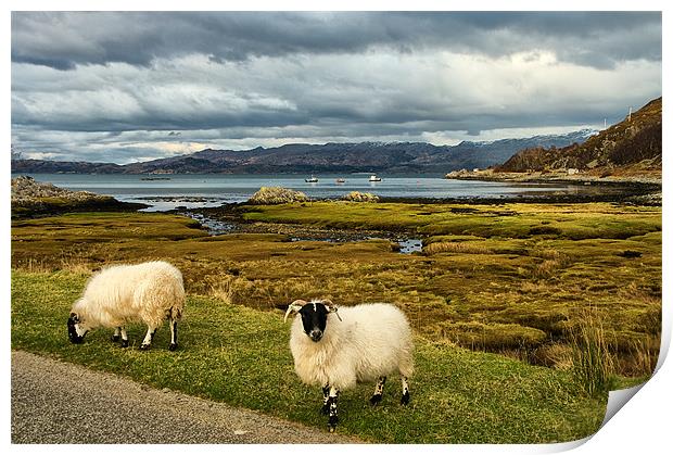 Sheep in Scottish Highland Landscape Print by Jacqi Elmslie