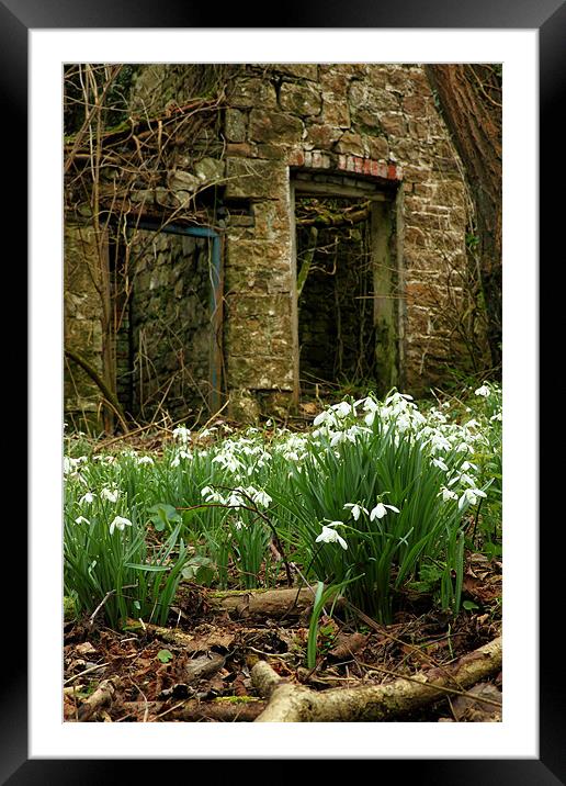 snow drops brecon beacons wales Framed Mounted Print by simon powell