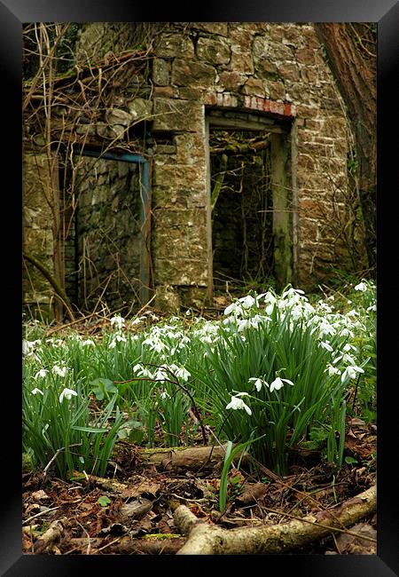 snow drops brecon beacons wales Framed Print by simon powell