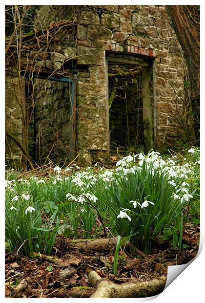 snow drops brecon beacons wales Print by simon powell