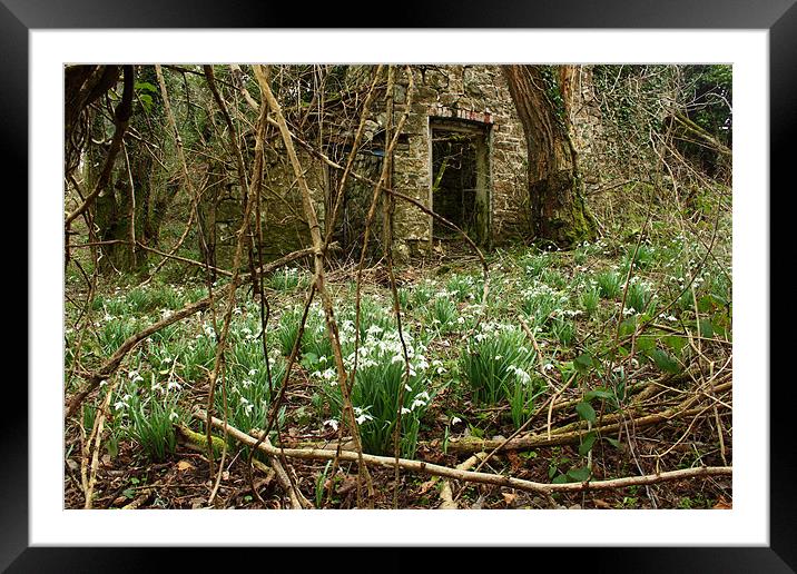 snowdrops landscape brecon beacons Framed Mounted Print by simon powell