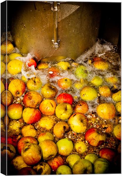 Washing Cider Apples Canvas Print by Mark Llewellyn