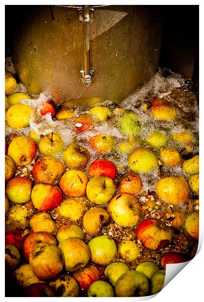 Washing Cider Apples Print by Mark Llewellyn