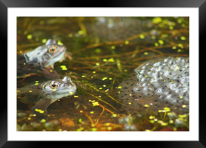 brecon beacons wildlife frog Framed Mounted Print by simon powell