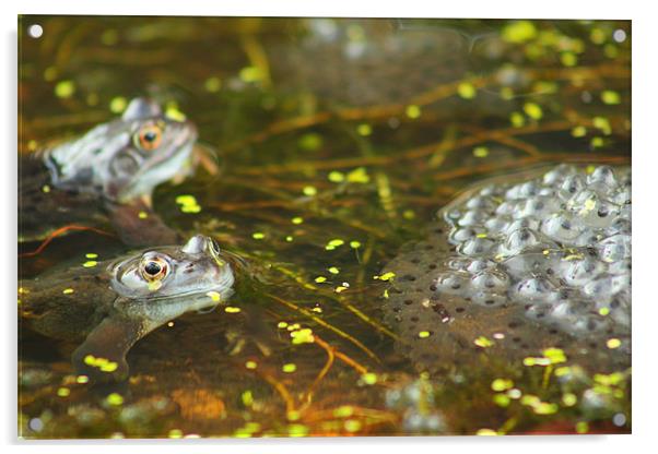 brecon beacons wildlife frog Acrylic by simon powell