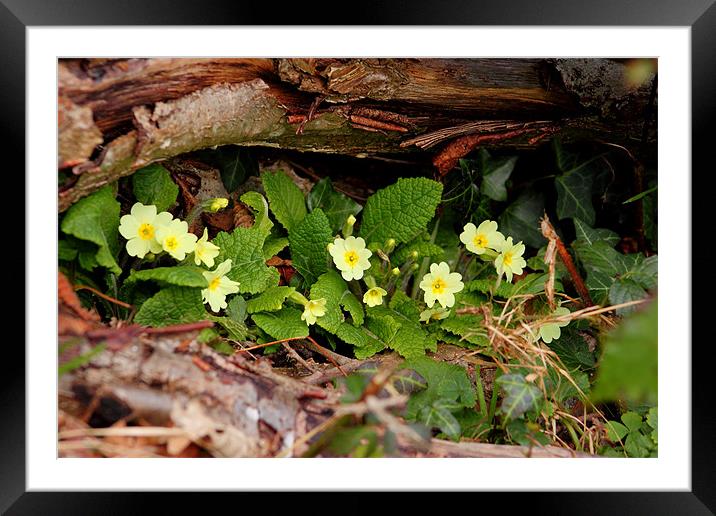 wild primroses brecon beacons Framed Mounted Print by simon powell