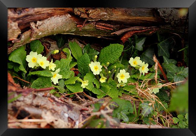 wild primroses brecon beacons Framed Print by simon powell