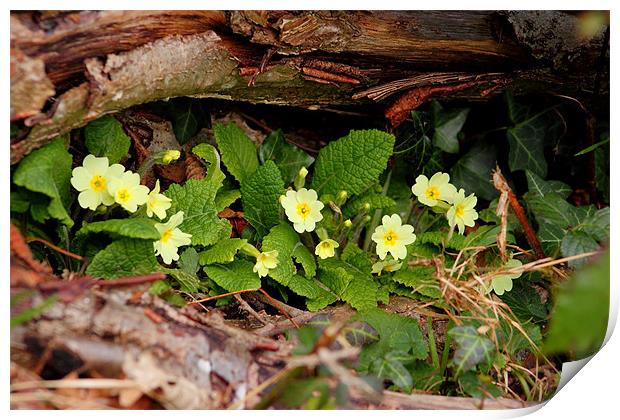wild primroses brecon beacons Print by simon powell