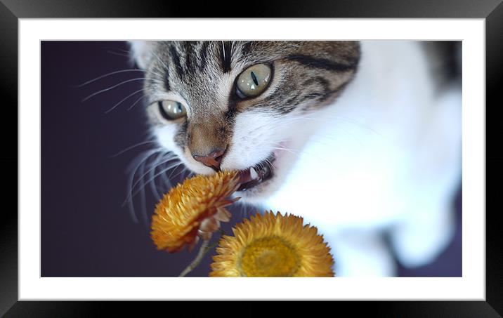 Cute cat/kitten with flower Framed Mounted Print by Marc Reeves