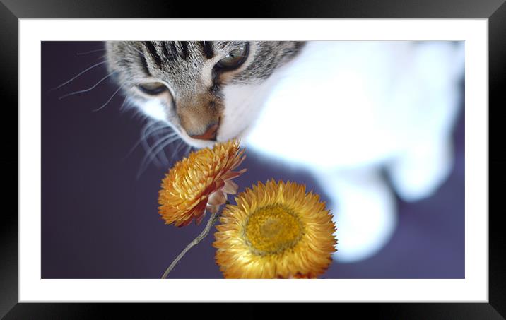 Cute cat/kitten smelling flower Framed Mounted Print by Marc Reeves