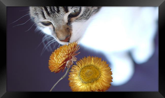 Cute cat/kitten smelling flower Framed Print by Marc Reeves