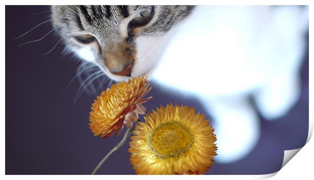 Cute cat/kitten smelling flower Print by Marc Reeves