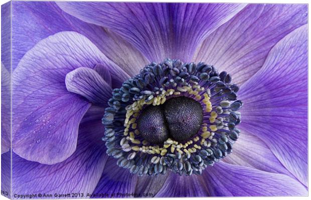 Purple Anemone Canvas Print by Ann Garrett