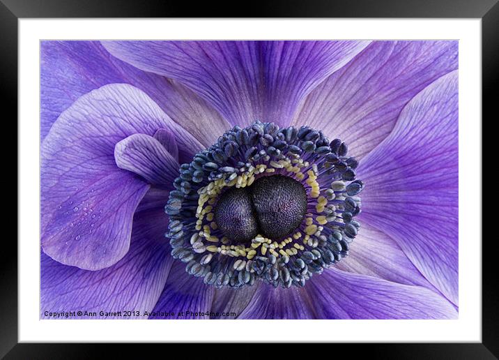 Purple Anemone Framed Mounted Print by Ann Garrett