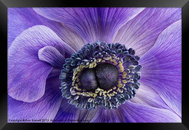 Purple Anemone Framed Print by Ann Garrett