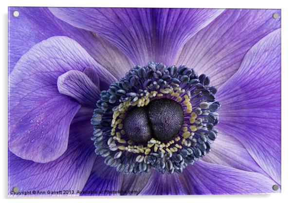 Purple Anemone Acrylic by Ann Garrett