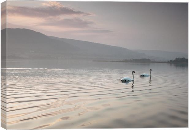 pair of swans llangorse lake brecon beacons Canvas Print by simon powell