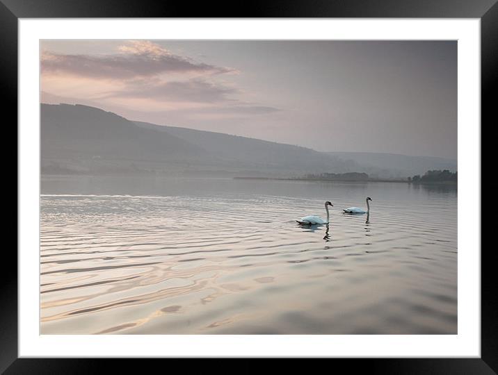 pair of swans llangorse lake brecon beacons Framed Mounted Print by simon powell