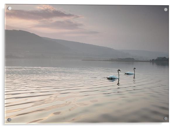 pair of swans llangorse lake brecon beacons Acrylic by simon powell