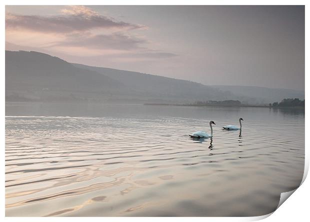 pair of swans llangorse lake brecon beacons Print by simon powell