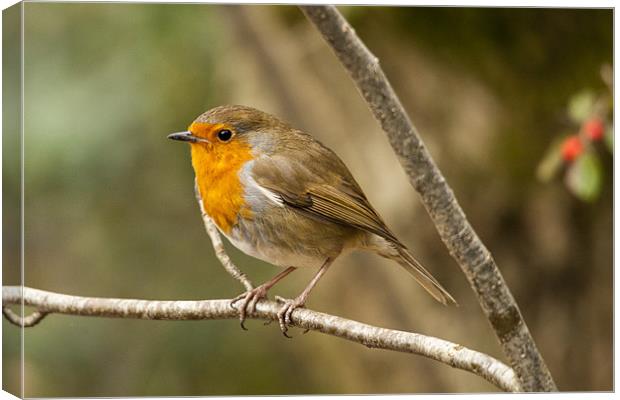 Robin in woods Canvas Print by Simon West