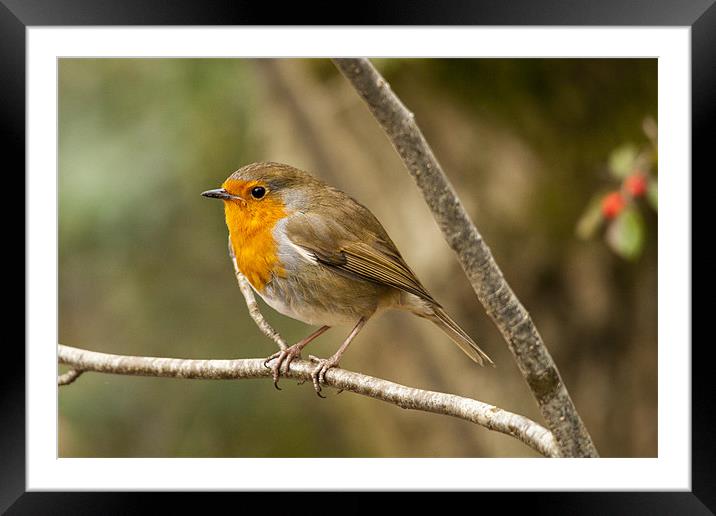 Robin in woods Framed Mounted Print by Simon West