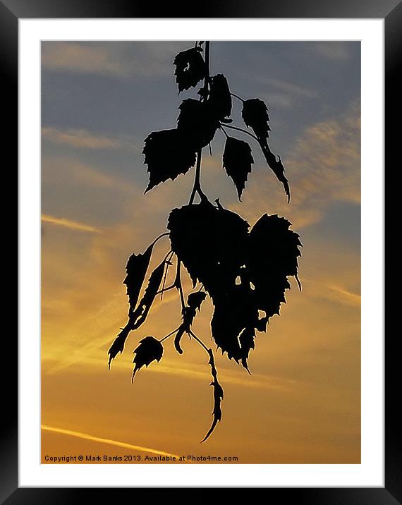 Leaf Silhouette Framed Mounted Print by Mark  F Banks