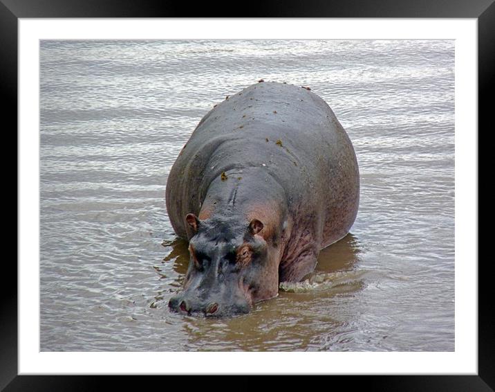 Hippopotamus In Mara River Framed Mounted Print by Tony Murtagh