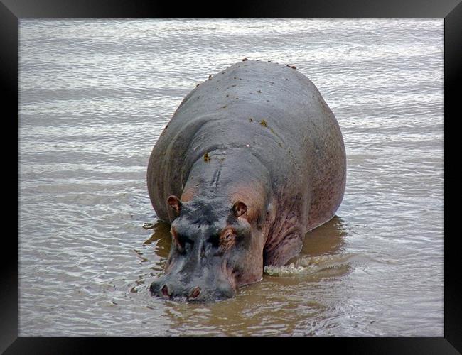 Hippopotamus In Mara River Framed Print by Tony Murtagh