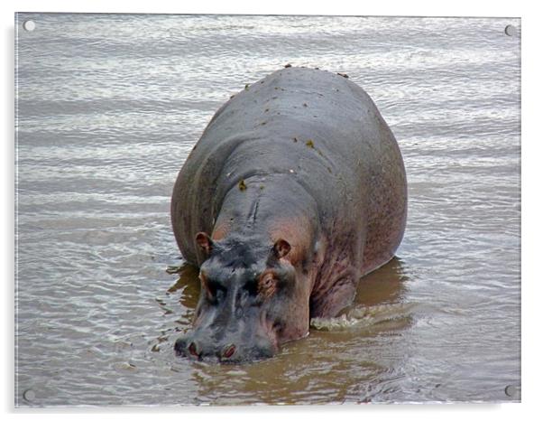 Hippopotamus In Mara River Acrylic by Tony Murtagh