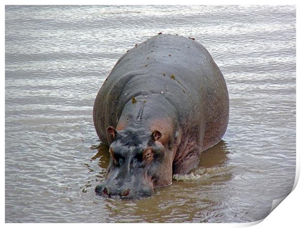 Hippopotamus In Mara River Print by Tony Murtagh