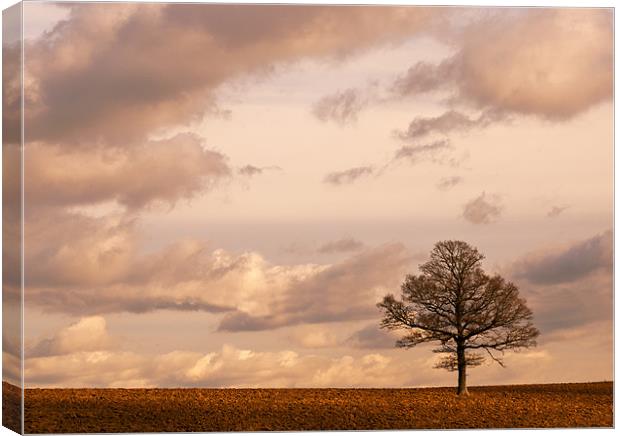 That certain light Canvas Print by Dawn Cox