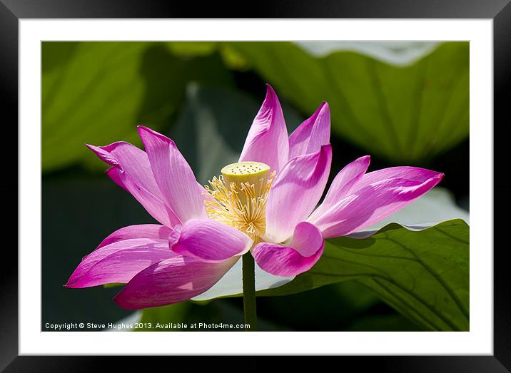 Pink Lotus flower Framed Mounted Print by Steve Hughes