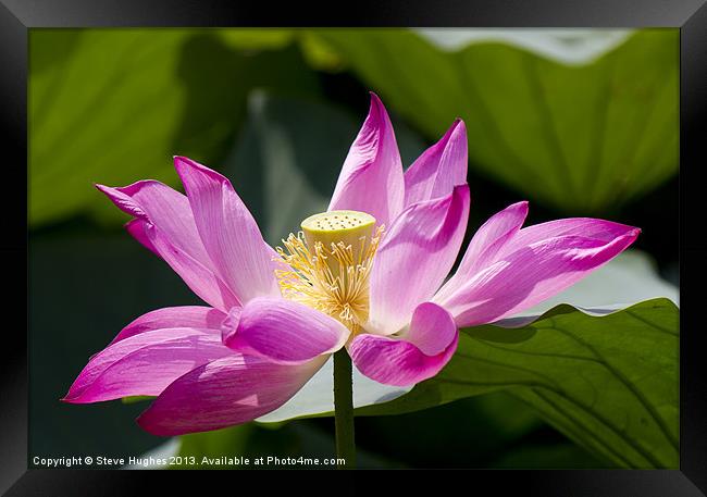 Pink Lotus flower Framed Print by Steve Hughes