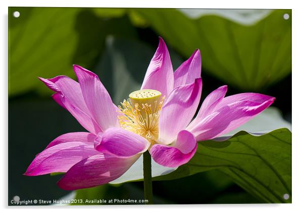 Pink Lotus flower Acrylic by Steve Hughes