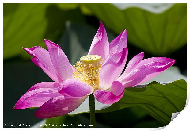 Pink Lotus flower Print by Steve Hughes