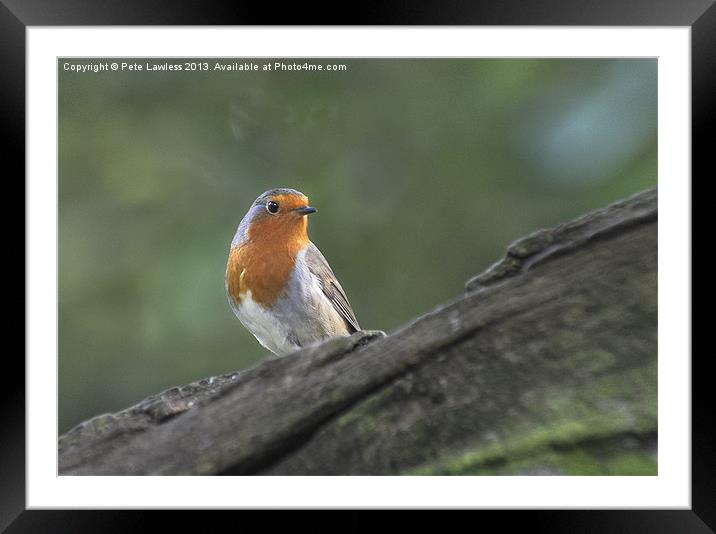 Robin (Erithacus rubecula) Framed Mounted Print by Pete Lawless