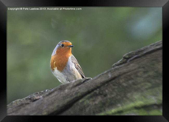 Robin (Erithacus rubecula) Framed Print by Pete Lawless