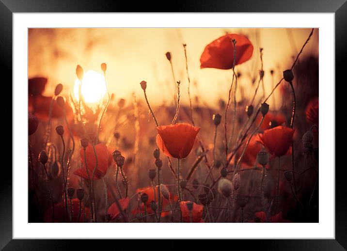 Dreaming of Summer Framed Mounted Print by Nick Lee