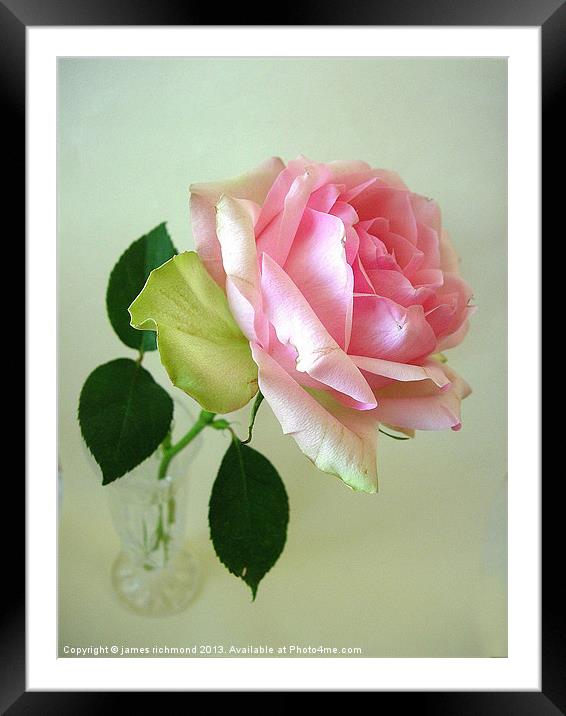 Pink Rose Framed Mounted Print by james richmond